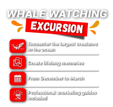 whale watching excursion