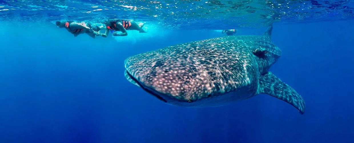 Whale Shark Excursion & Tour