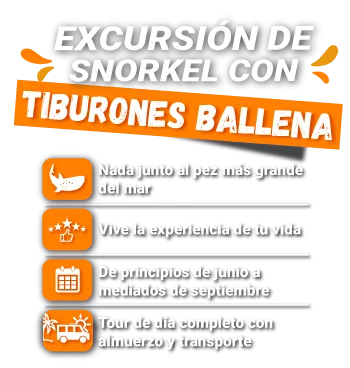 excursion de snorkel de tiburon ballenas