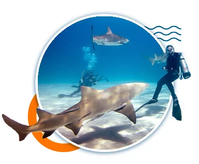 Bull Shark Diving Trip