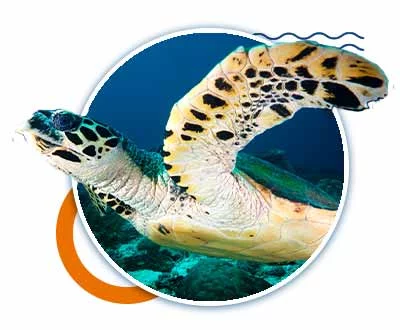 riviera maya diving