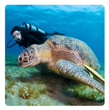 Dive Resort Jamaica - Slide