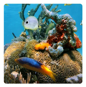 Dive Resort Punta Cana - Slide