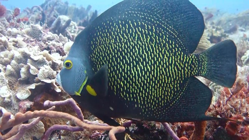 types of saltwater angelfish - tipos de pez ángel marinos - FRENCH (2)