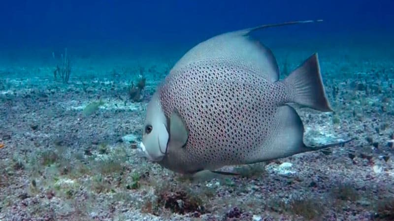 saltwater angelfish species- pez ángel marinos-GRAY (3)
