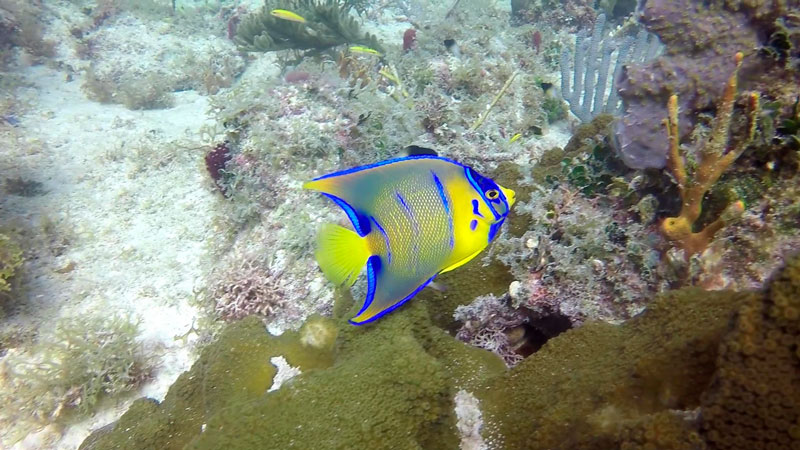 saltwater angelfish species- pez ángel marinos-QUEEN (6)