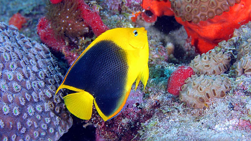 types of saltwater angelfish - tipos de pez ángel marinos-ROCK BEAUTY (4)