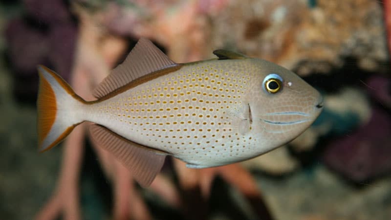 sargassum triggerfish pictures - pez ballesta del sargazo