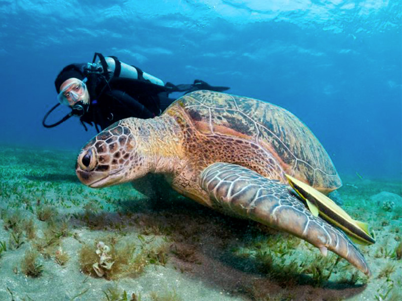 scuba diving certification levels- niveles de certificación de buceo - turtle