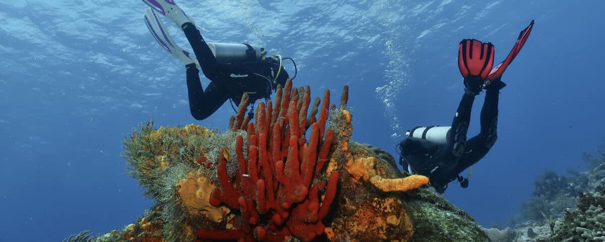 scuba diving fins - aletas de buceo (main)