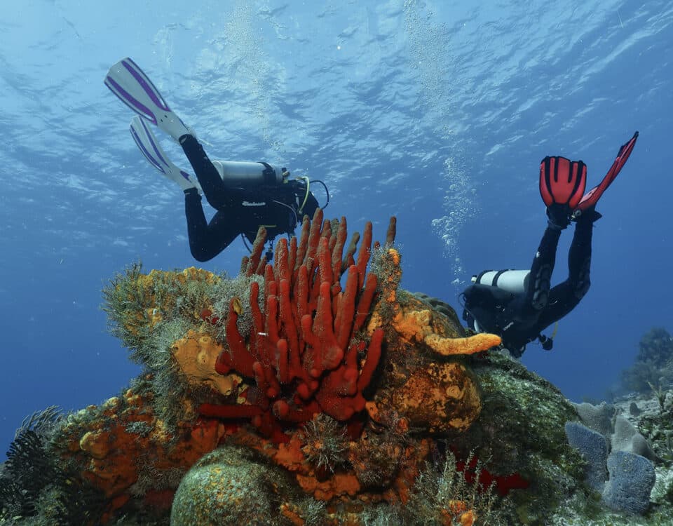 scuba diving fins - aletas de buceo (main)