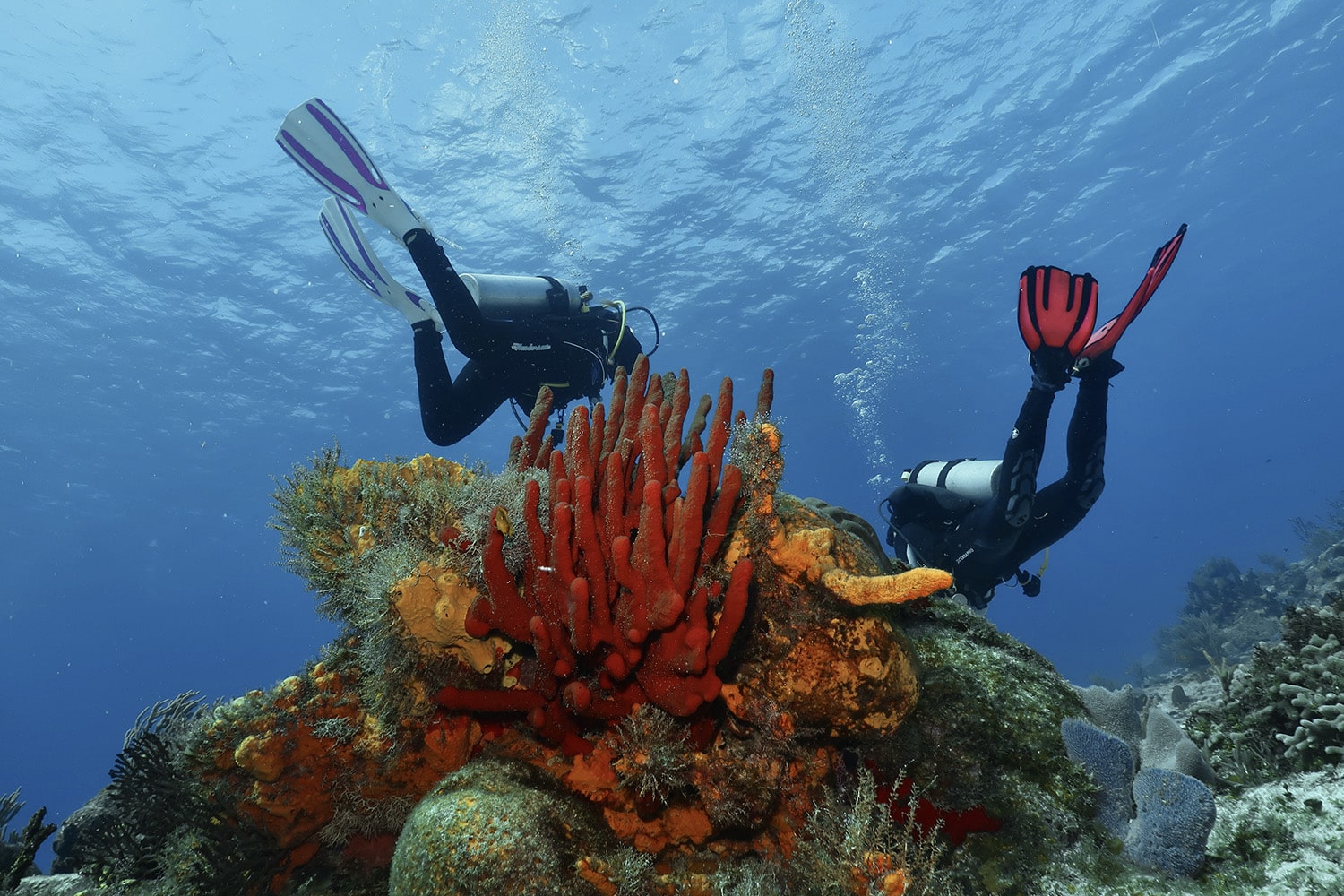 Aletas de buceo: cómo elegir las tuyas y tips de nuestros expertos