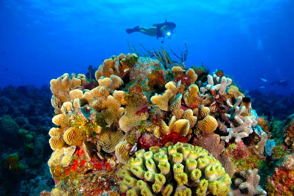 cozumel reefs - bucear en cozumel arrecifes