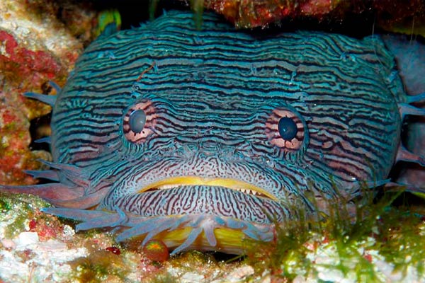 cozumel diving - splendid toadfish - bucear en cozumel