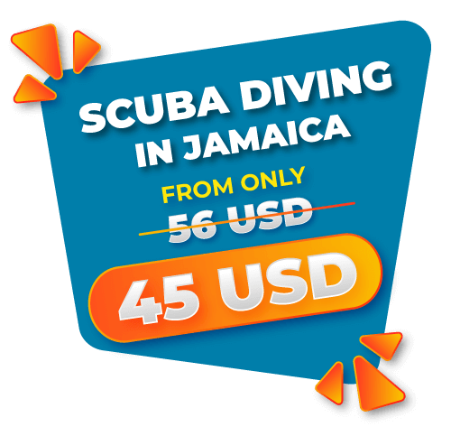 dive in Jamaica from 45 usd