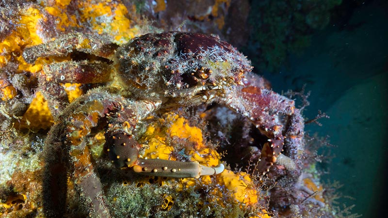 scuba diving light (2) linterna de buceo