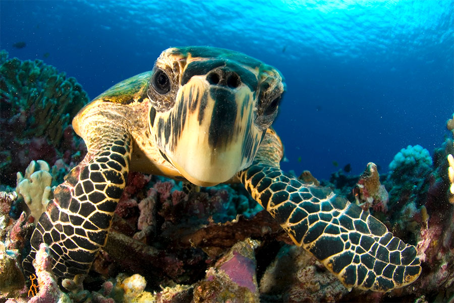 scuba diving pictures - turtle