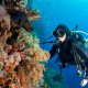 scuba diving rules