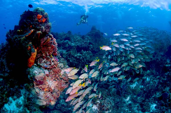 scuba diving vacations - Cozumel