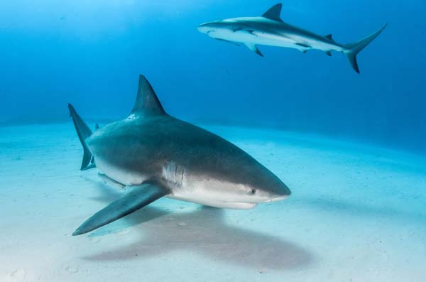 scuba diving vacations - diving with sharks