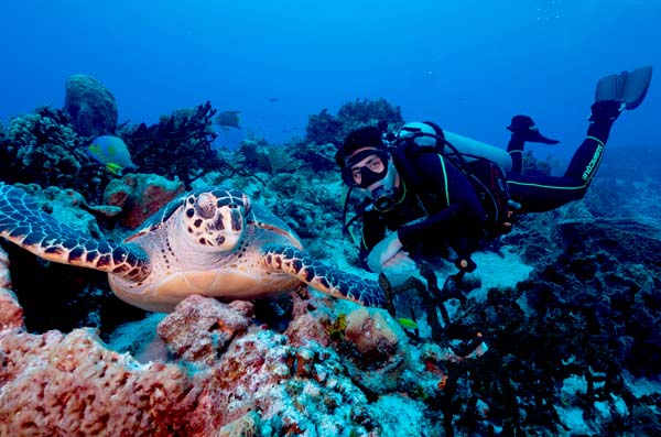 scuba diving vacations playa del carmen