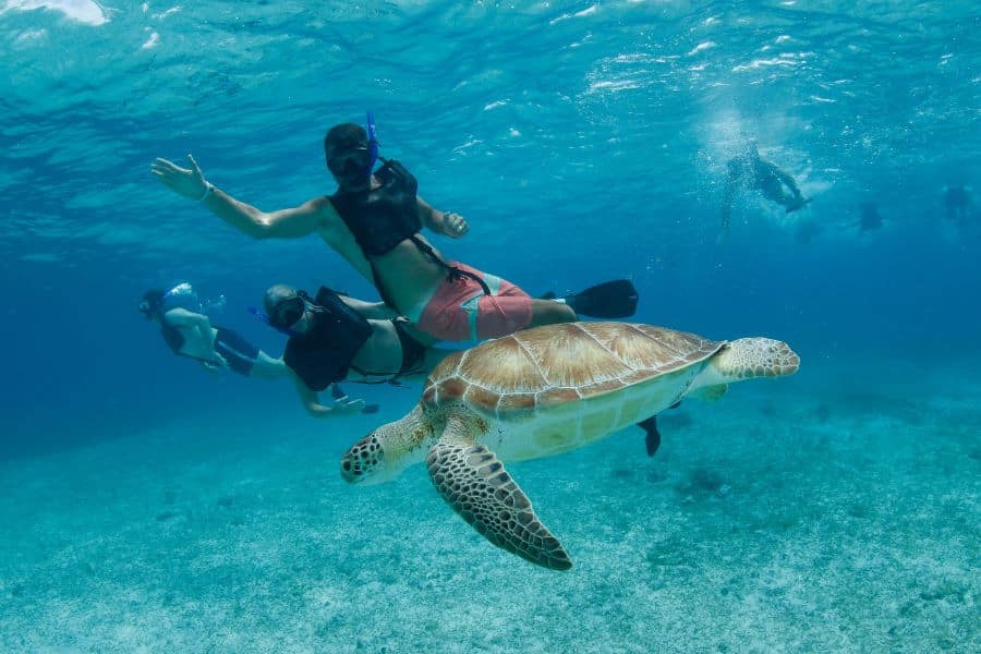 scuba diving with turtles- snorkeling with turtles - bucear con tortugas - snorkel con tortugas (10)