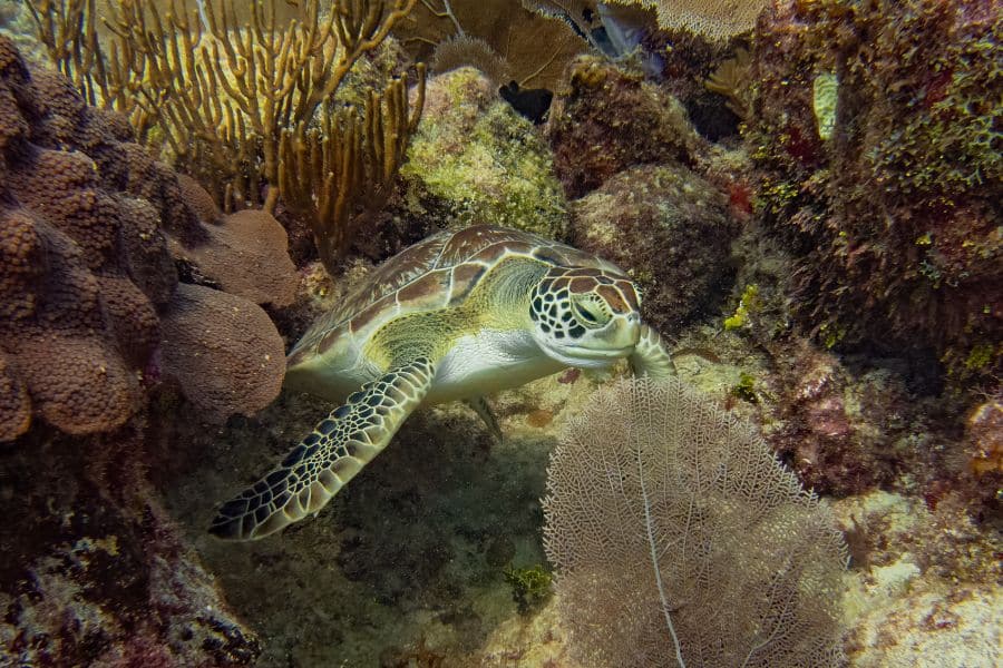 scuba diving with turtles- snorkeling with turtles - bucear con tortugas - snorkel con tortugas (3)
