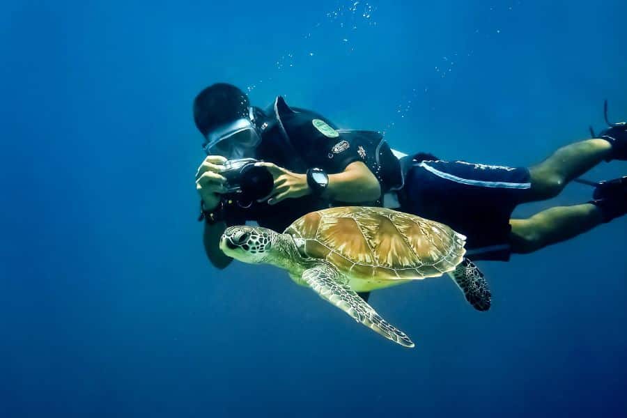 scuba diving with turtles- snorkeling with turtles - bucear con tortugas - snorkel con tortugas (7)