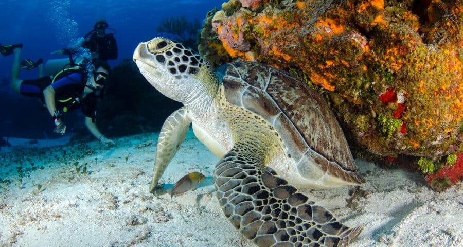 scuba diving with turtles- snorkeling with turtles - bucear con tortugas - snorkel con tortugas (8)