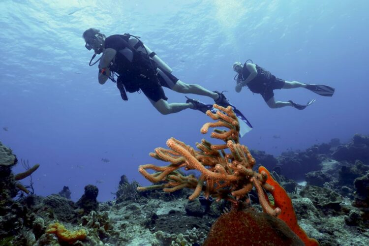 scuba diving travel - 3
