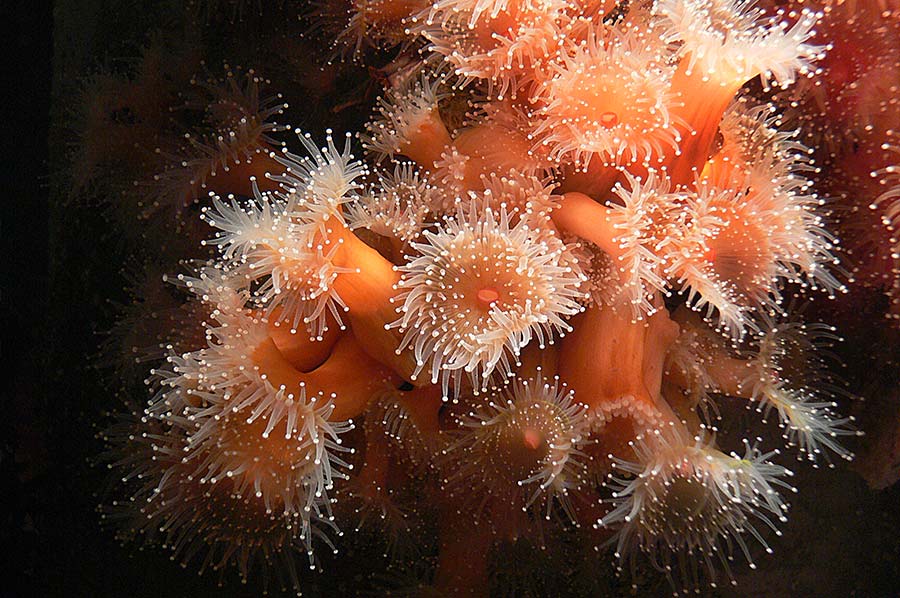 sea anemone facts (1) anémonas de mar
