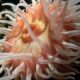 sea anemone facts (4) anémonas de mar
