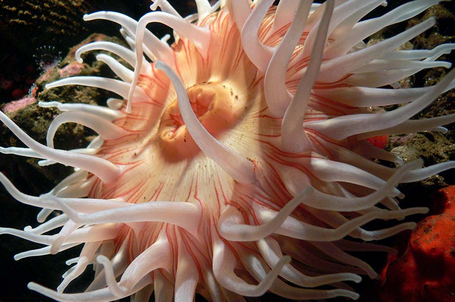 sea anemone facts (4) anémonas de mar