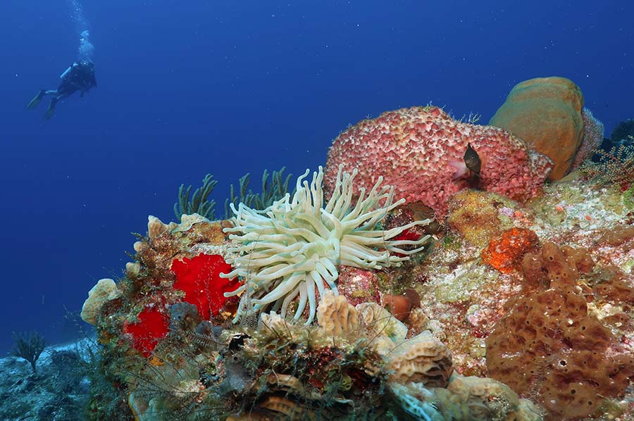sea anemone facts - anémonas de mar