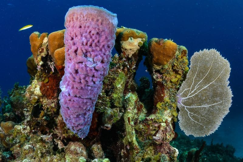 sea sponge - esponja marina
