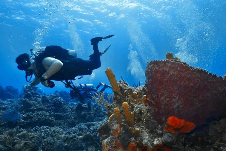 Shallow Water Diving, Everything You're Missing Dressel Divers