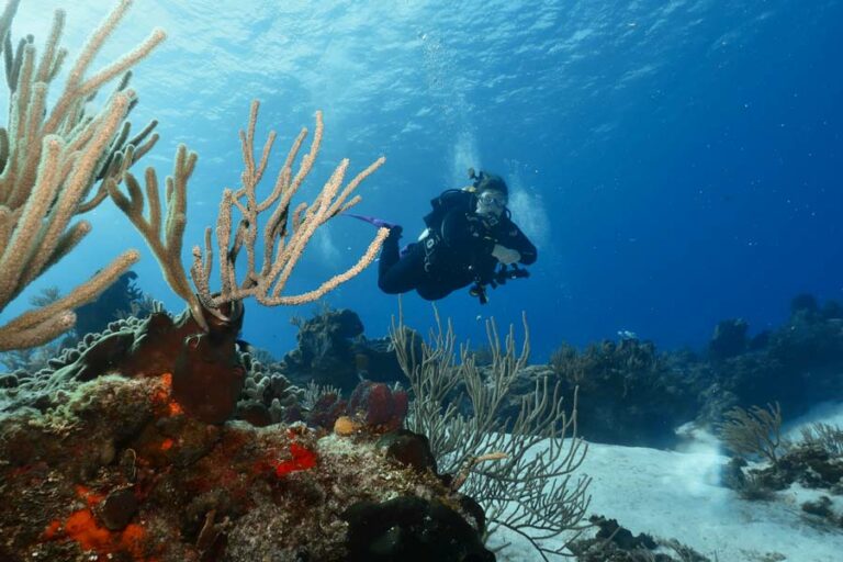 Shallow Water Diving, Everything You're Missing Dressel Divers