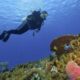shallow water diving - 5 - buceo en aguas poco profundas