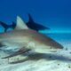 shark diving (1) buceo con tiburones