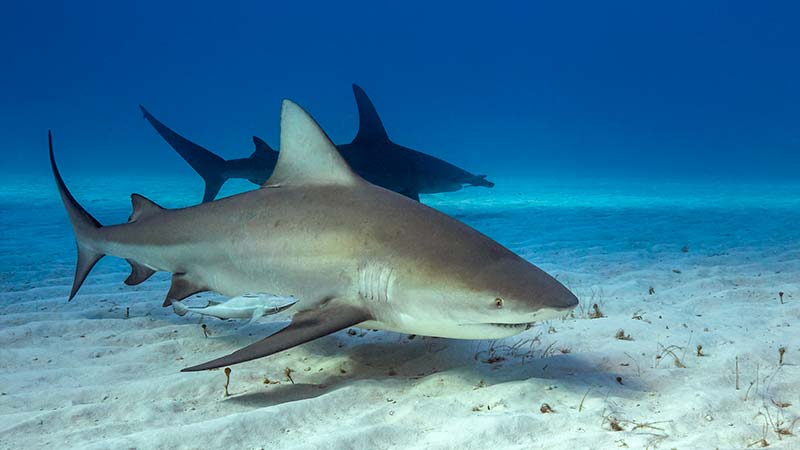 shark diving (1) buceo con tiburones