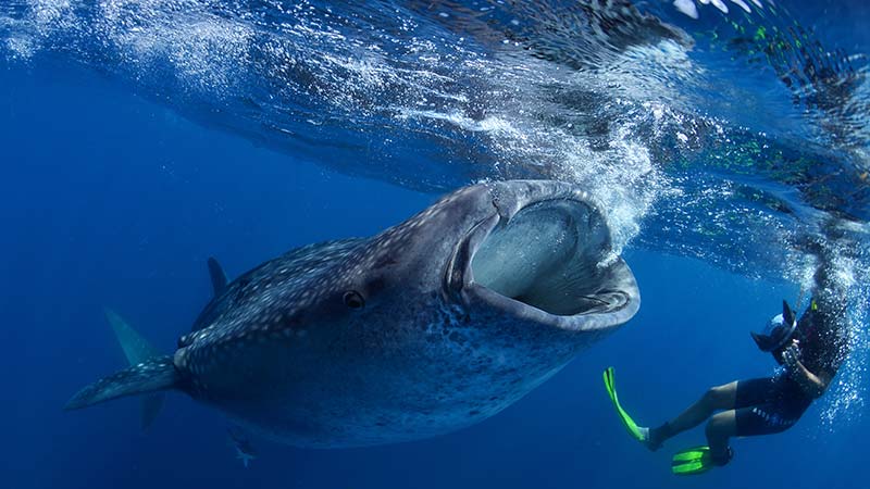 shark diving 11) buceo con tiburones