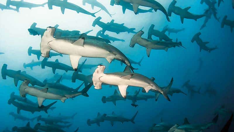 shark diving (4) bucear con tiburones