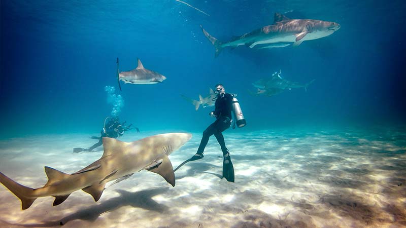 shark diving (5) buceo con tiburones