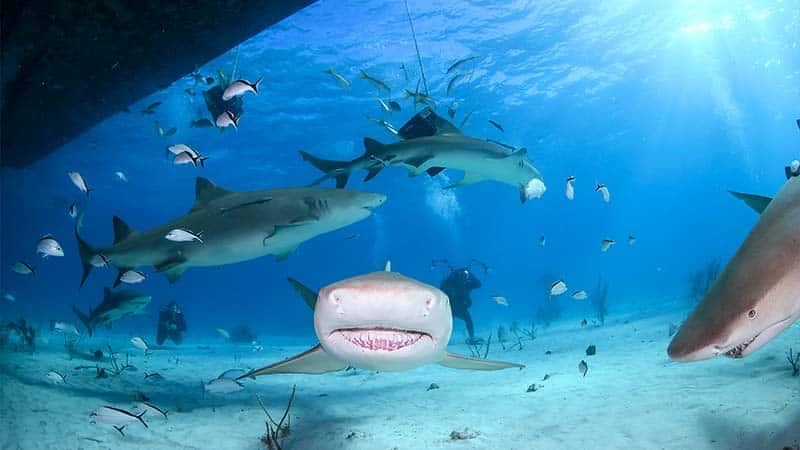 shark diving (7) buceo con tiburones