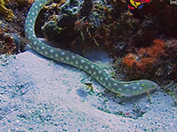 snake eel