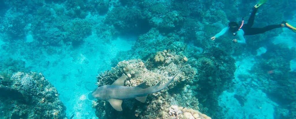 snorkeling in Jamaica