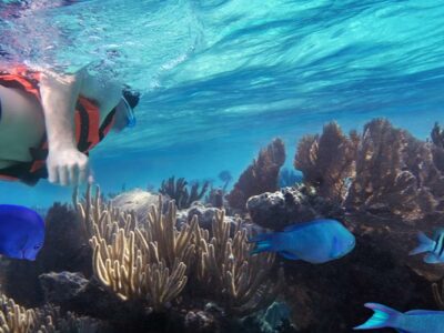 snorkeling in montego bay - marine park tours