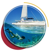 snorkeling tours in the caribbean - catamaran punta cana