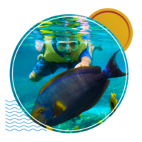 snorkeling tours in the caribbean - isla catalina