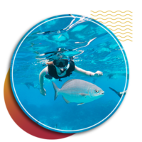snorkeling tours in the caribbean -pdc